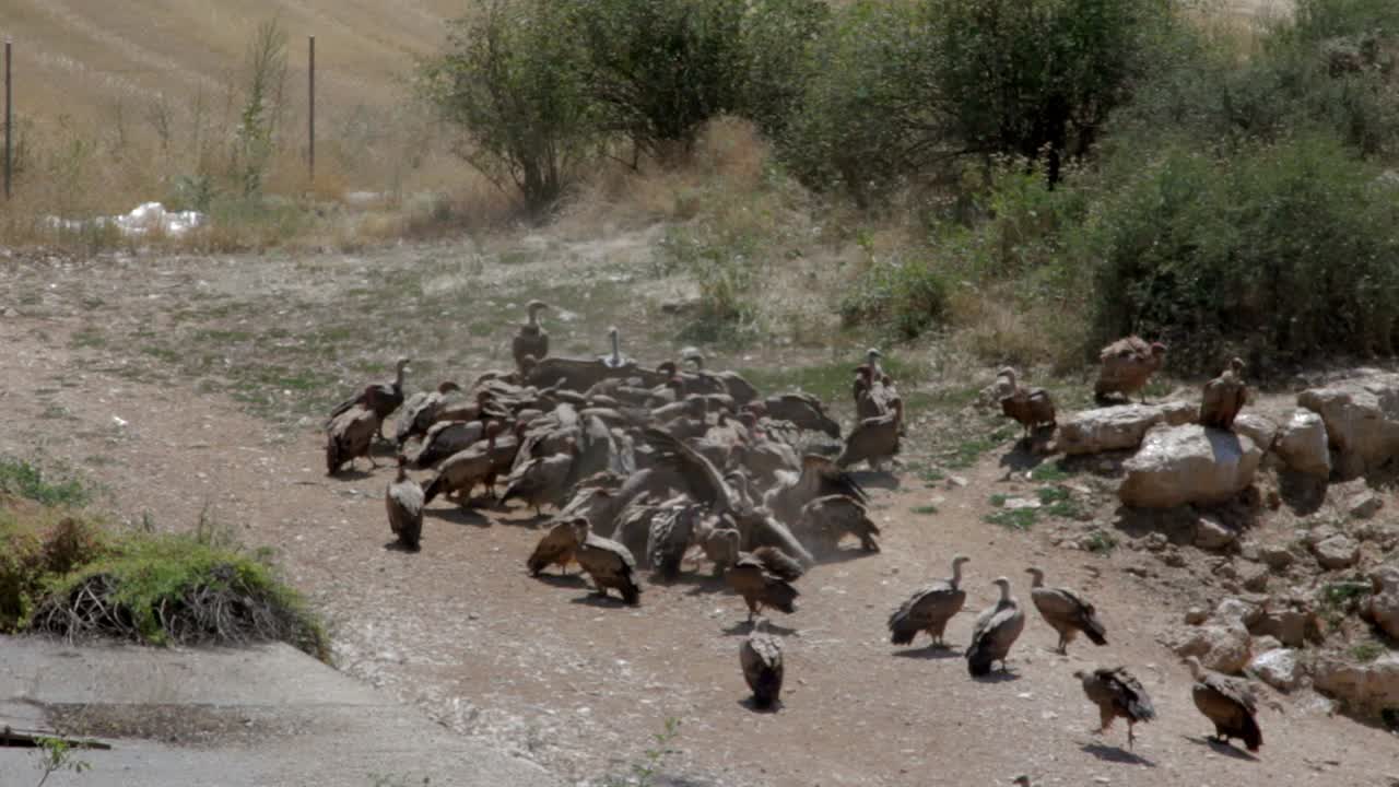 Vultures Feeding on Carrion