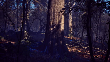 exploring the serenity of an ancient forest under soft morning light