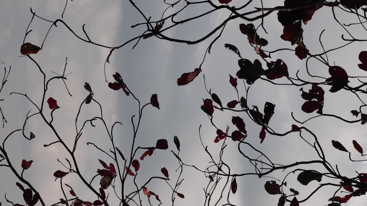 부드러운 바람에 오렌지색과 초록색 잎