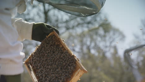 BEEKEEPING---Beekeeper-placing-frame-in-hive-after-inspection,-slowmo-close-up