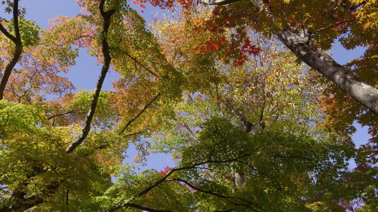 Looking up at stunning fall colors against blue sky, slow motion rotating shot
