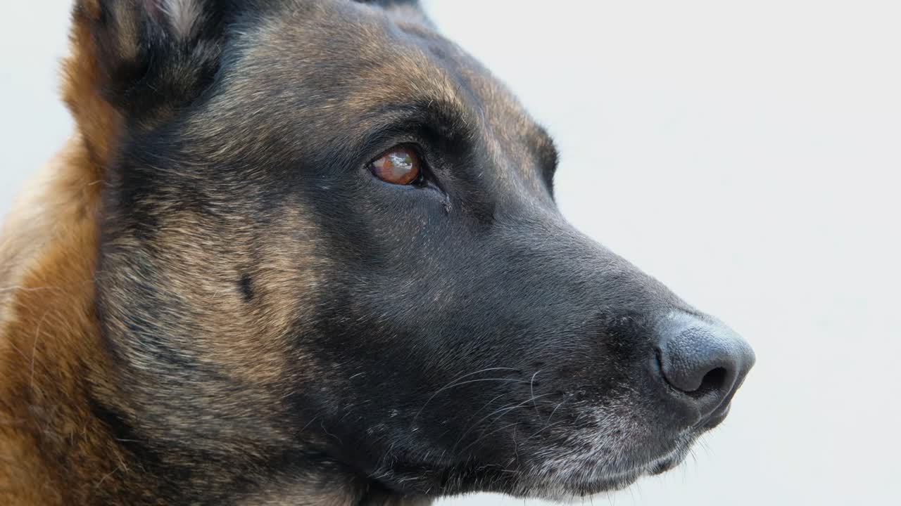 primer plano de los malinois belgas