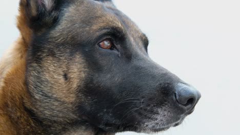 close up of belgian malinois