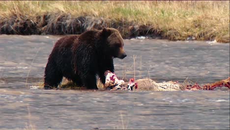 灰熊 (ursus arctos) 在黃石國家公園的浅水中吃鹿的殘骸