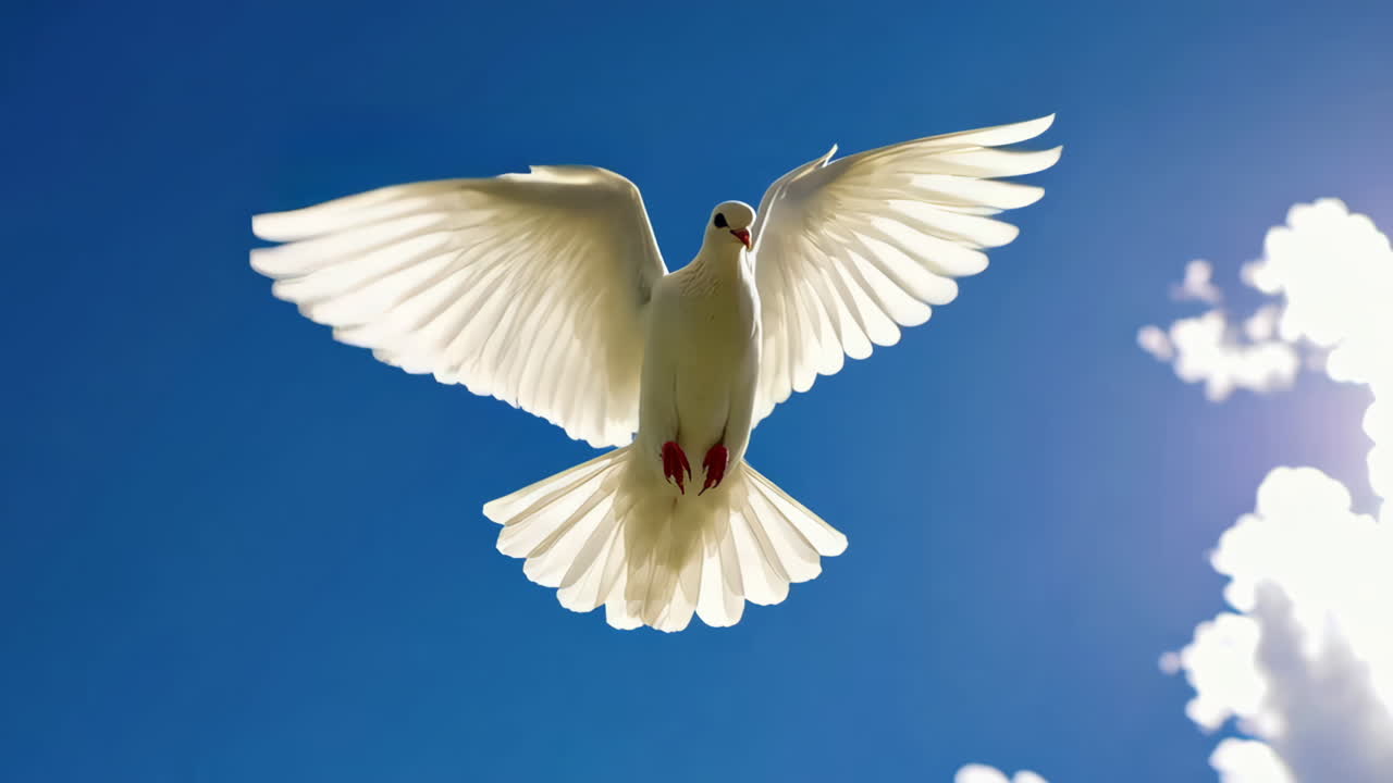 White Dove Flying and Landing on an Olive Branch Against a Blue Sky