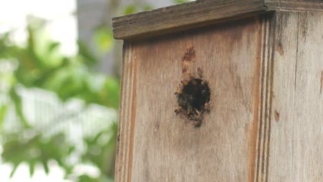 a bee hotel, insect hotel on the tree ,