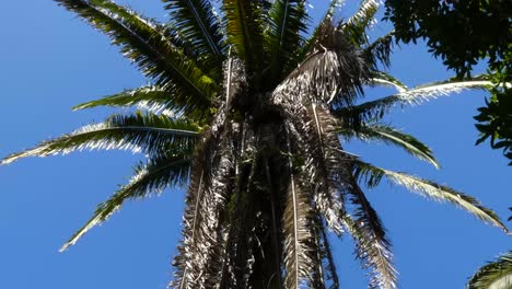 Palm-tree-at-Kohunlich-Mayan-Site---Quintana-Roo,-Mexico