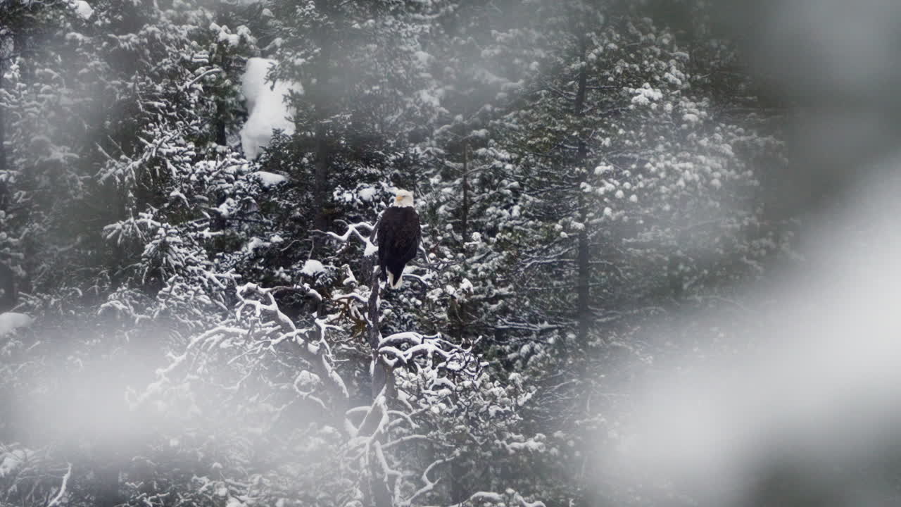 Watchful Bald Eagle Bird In Winter Forest Woods Of McIntyre Creek In Yukon, Canada. Selective Focus Shot