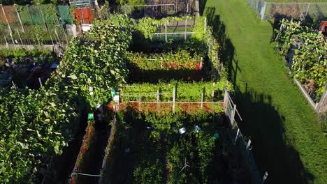 people in urban community garden harvesting food produce from their allotments in large city