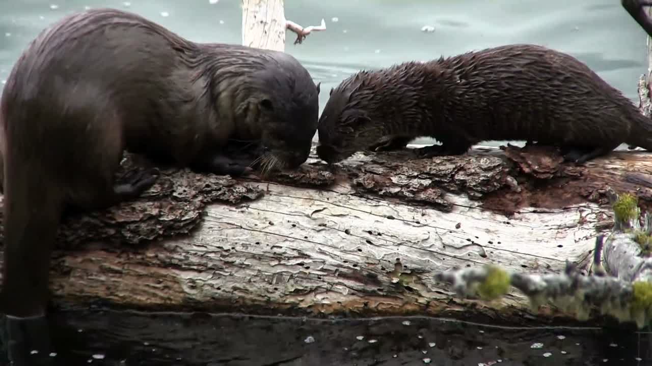 수달 두 마리가 나뭇가지에서 놀고 있다
