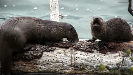 two otters play on a branch