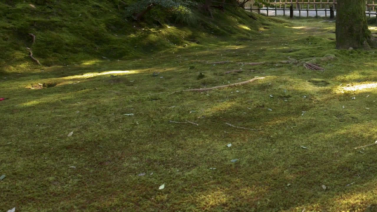 A slow camera pan across a vibrant moss-covered forest floor under dappled natural sunlight.