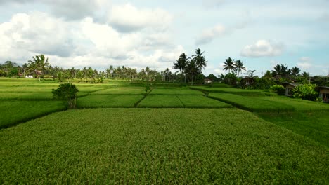 Bereit-Zur-Ernte-Von-Reisfeldern-Auf-Bali,-Indonesien-Bei-Sonnenuntergang,-Luftaufnahme