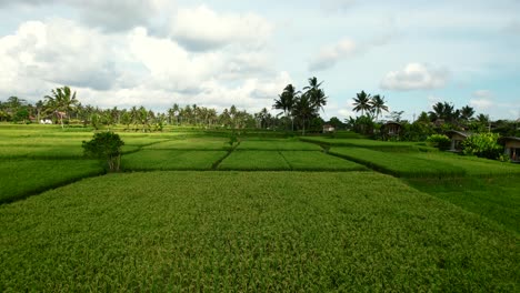 ready to harvest rice fields in bali indonesia during sunset, aerial