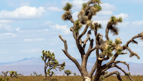 In the Mojave Desert basin, Joshua trees grow as time and clouds pass by - panning time lapse