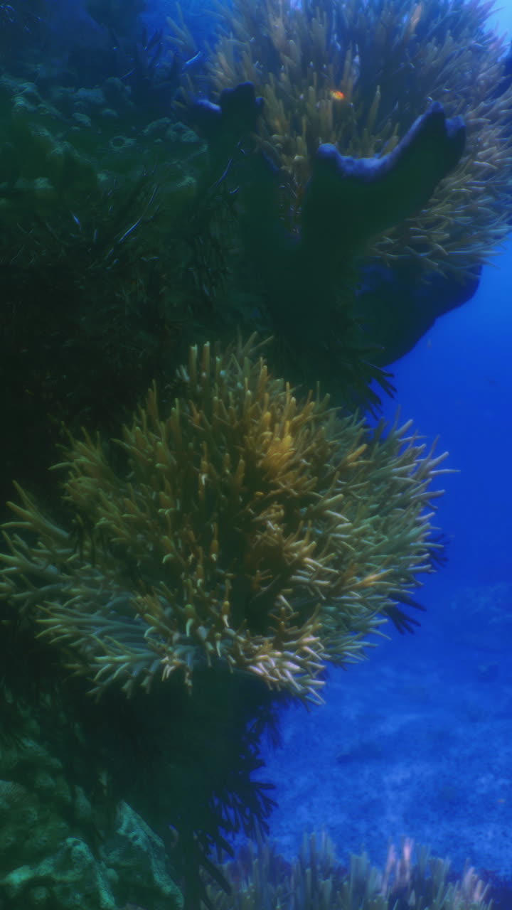 Esplorazione subacquea di vivaci barriere coralline in acque cristalline
