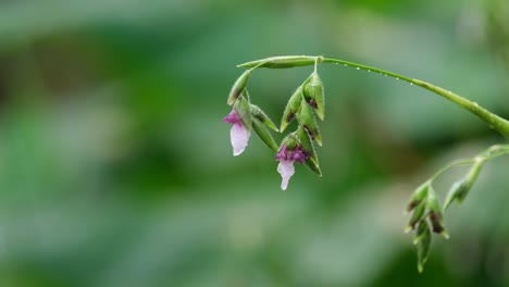 Ein-Zoom-Aus-Dieser-Hose-Mit-Blumen-Nach-Einem-Starken-Regen-Im-Wald-In-Thailand