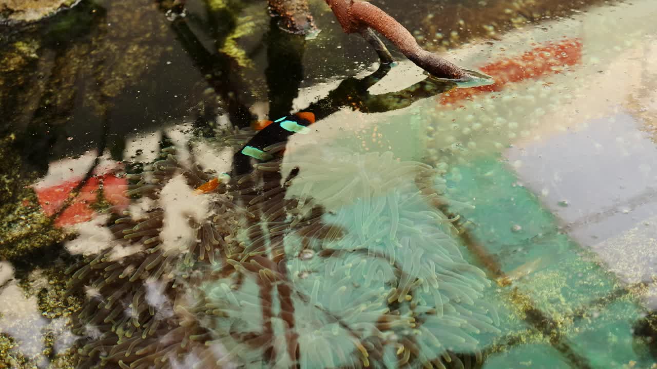 Clownfish interacting with anemone in aquarium