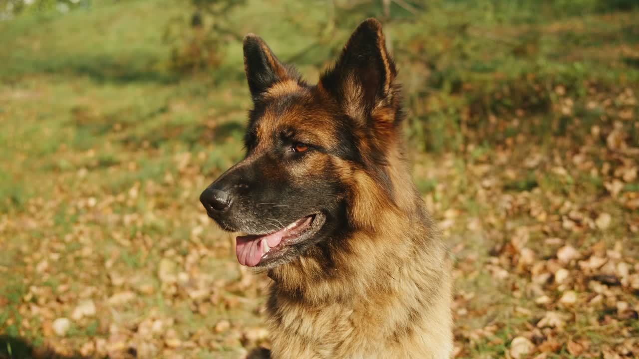 German Shepherd in Autumn Park