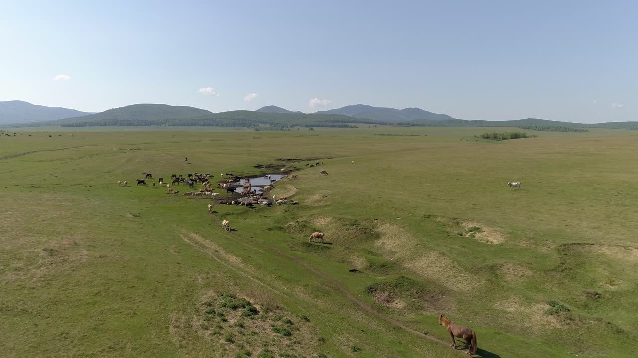 Vista aerea di una mandria di bovini al pascolo in un campo