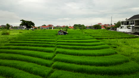 Like-climbing-steps-upwards,-aerial-dolly-shot,-terraced-fields-of-Bali