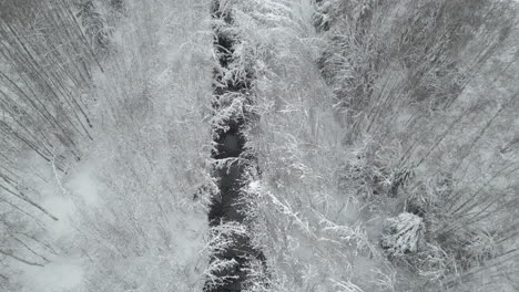 european elk crosses frozen trench in winter forest, aerial view flat color, ready for color grading