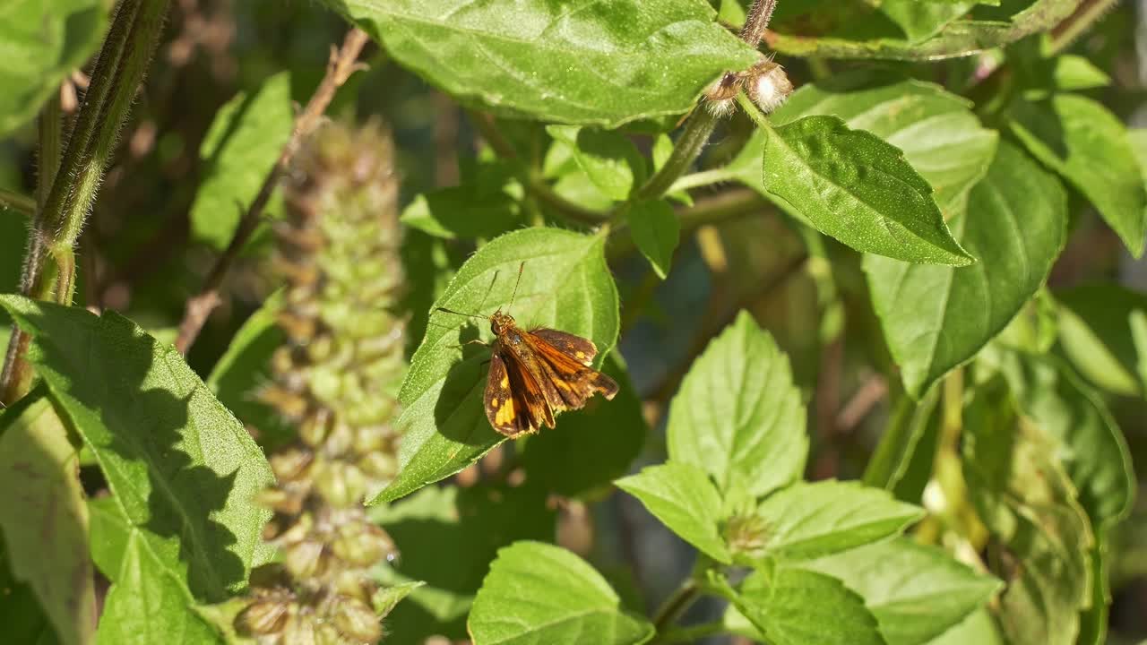 Potanthus Omaha O Falena Minore In Riposo Su Foglia Verde - Primo Piano