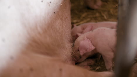 pigs on livestock farm pigs farm livestock farm modern agricultural pigs farm 8