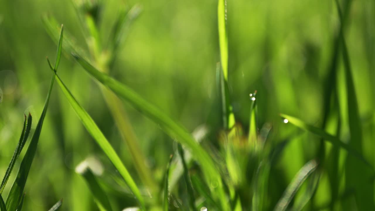 Lush green vibrant blades of grass from back yard lawn in spring morning