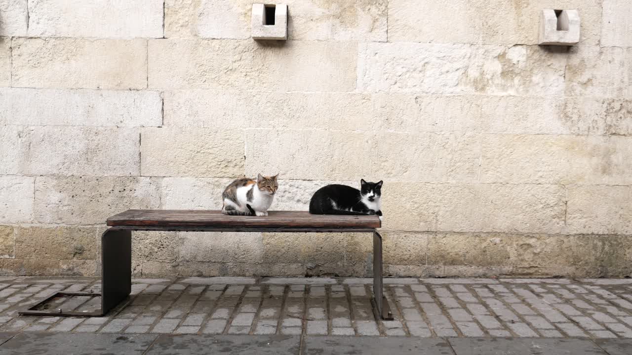 돌 벽 앞의 벤치에 앉아 있는 두 마리의 고양이