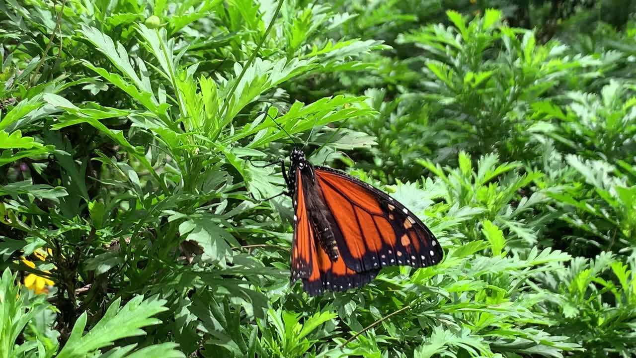 mariposa monarca parada en la hoja de la selva tropical con un fondo de follaje verde exuberante y vibrante