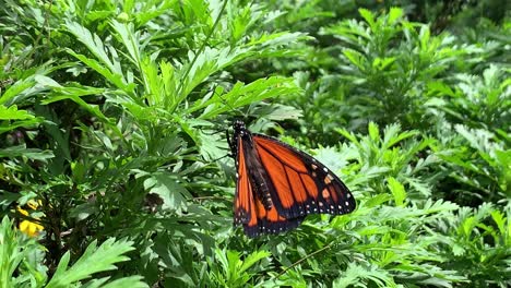 monarch butterfly standing still on tropical rainforest leaf with vibrant lush green foliage background