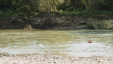 woman playing with dog near river