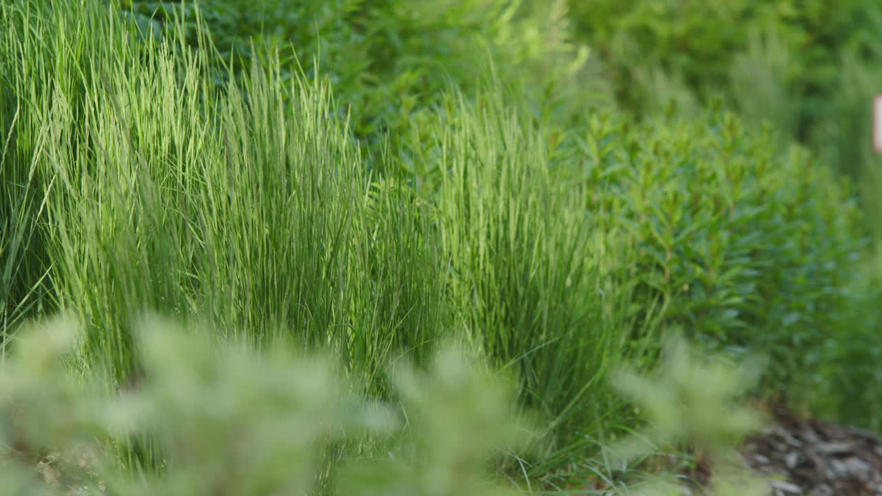 крупный план пышной зеленой травы