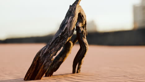 piece of an old root is lying in the sand of the beach