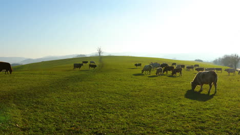 a herd of cows grazing on a hill during a sunny autumn day