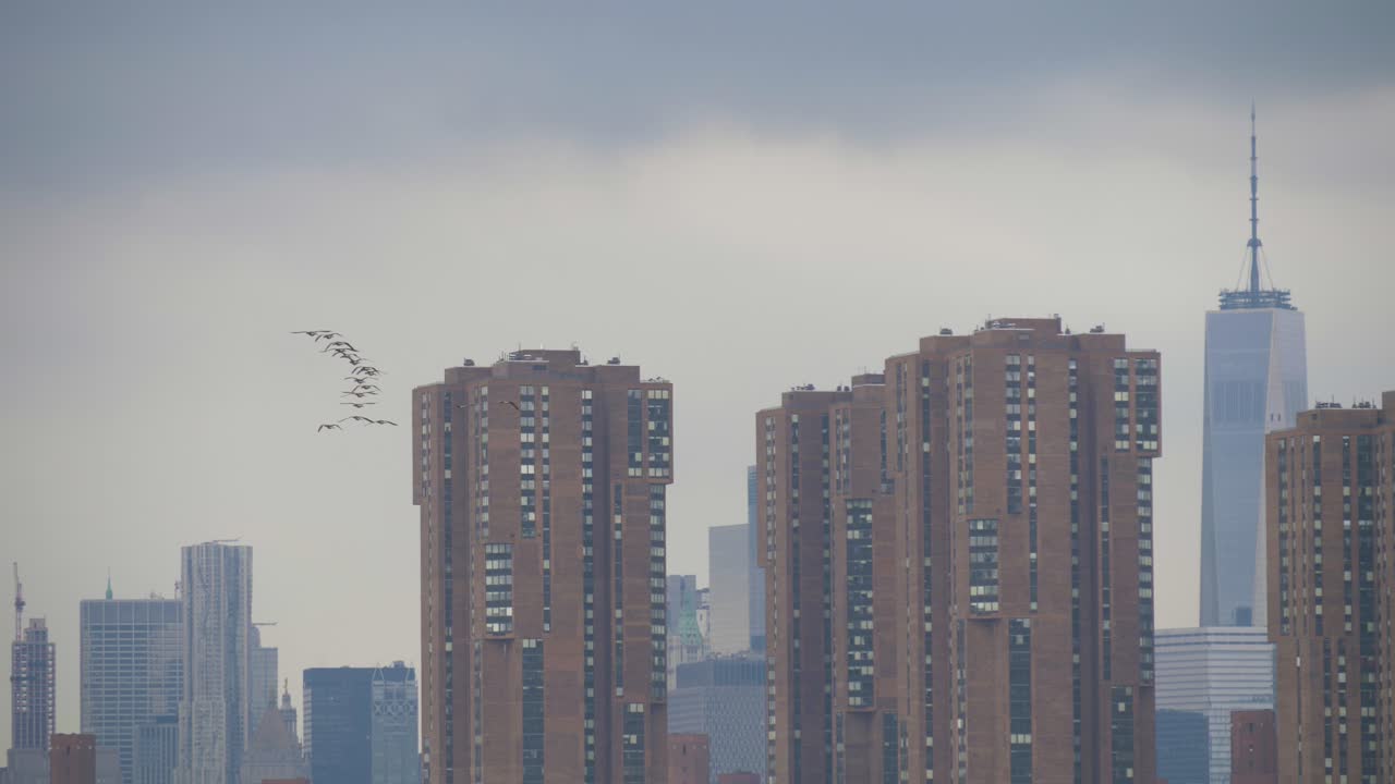 Birds Flying Over New York City Skyline