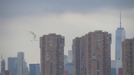 birds flying over new york city skyline