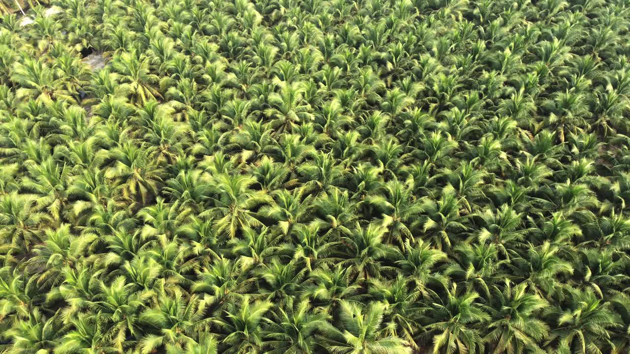 cultivo de cocos para la venta en la agricultura
