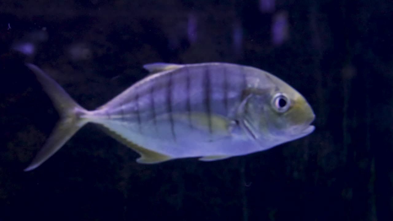 수족관 크 에서 수영 하는 트레발리 물고기