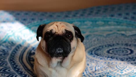 cute pug dog sitting on a blanket