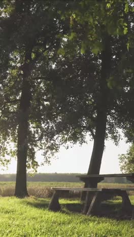 picnic spot under trees