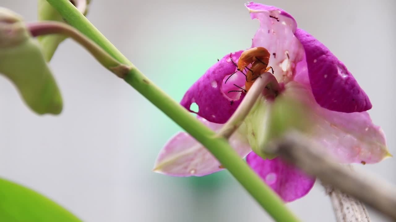 dos escarabajos de calabaza o aulacophora foveicollis apareándose en una flor de orquídea