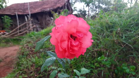 close up of pink rose in nature, wooden hut in background