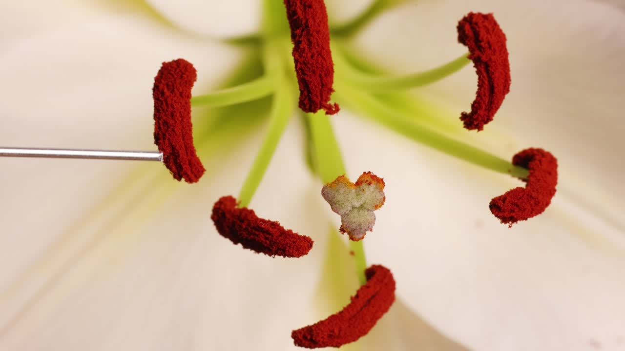 Close-up video of lily flower parts, highlighting stamen and pollen interaction with a tool under bright lighting
