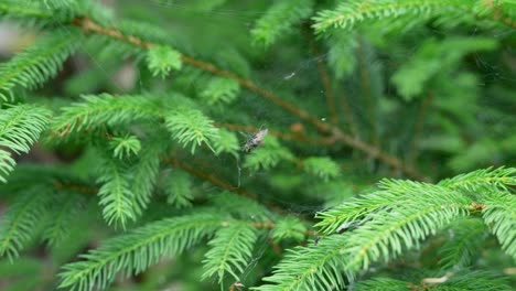 Araña-Inspecciona-Su-Presa-Enredada