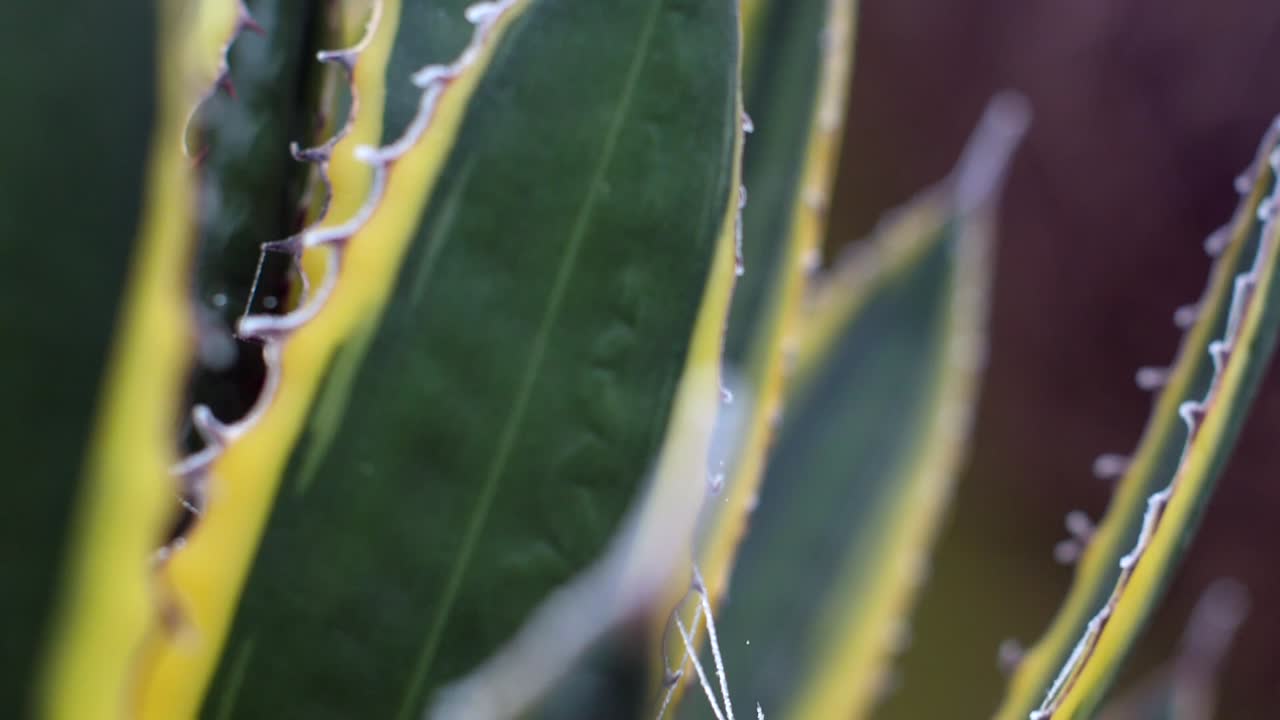 planta desértica puntiaguda con telaraña sosteniendo cristales de hielo en la luz de la mañana de invierno en europa
