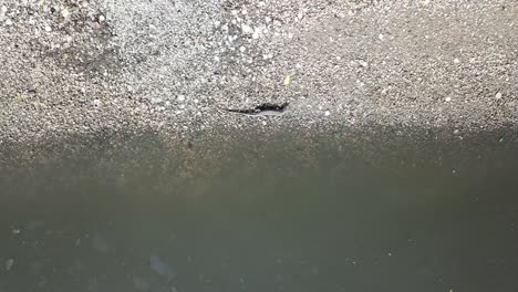 Top-view-monitor-lizard-climb-near-river.