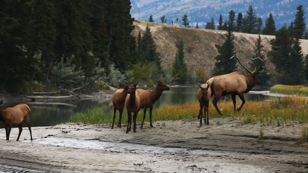 Piccolo branco di wapiti delle Montagne Rocciose che pascola vicino a uno stagno durante la stagione degli accoppiamenti, Alberta, Canada