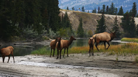 small herd of rocky mountain elk graze near pond during mating season, alberta, canada